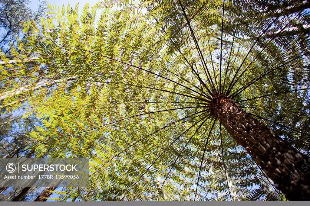 View of tree fern in Australia
