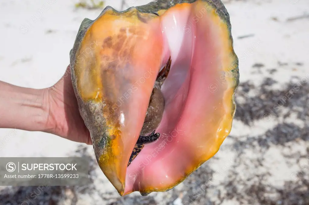 Conch in shell, Cayo Largo, Cuba, 2016.