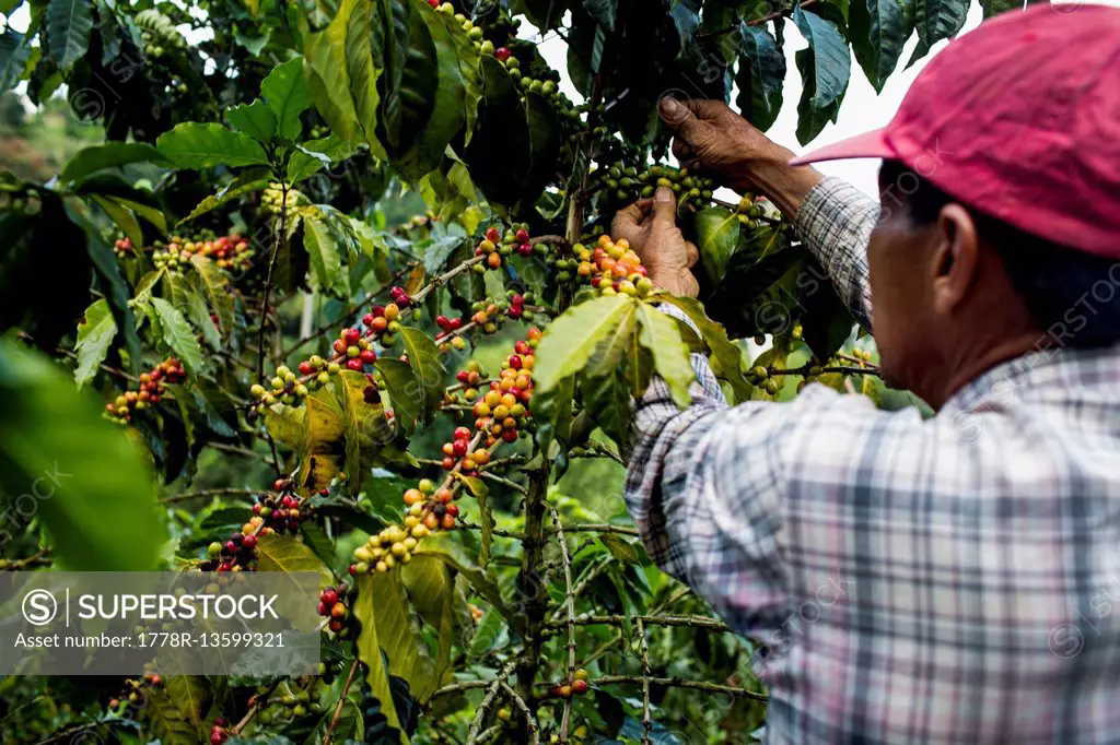 A man picks cherries at a farm in the rural highlands of Colombia's coffee axis.