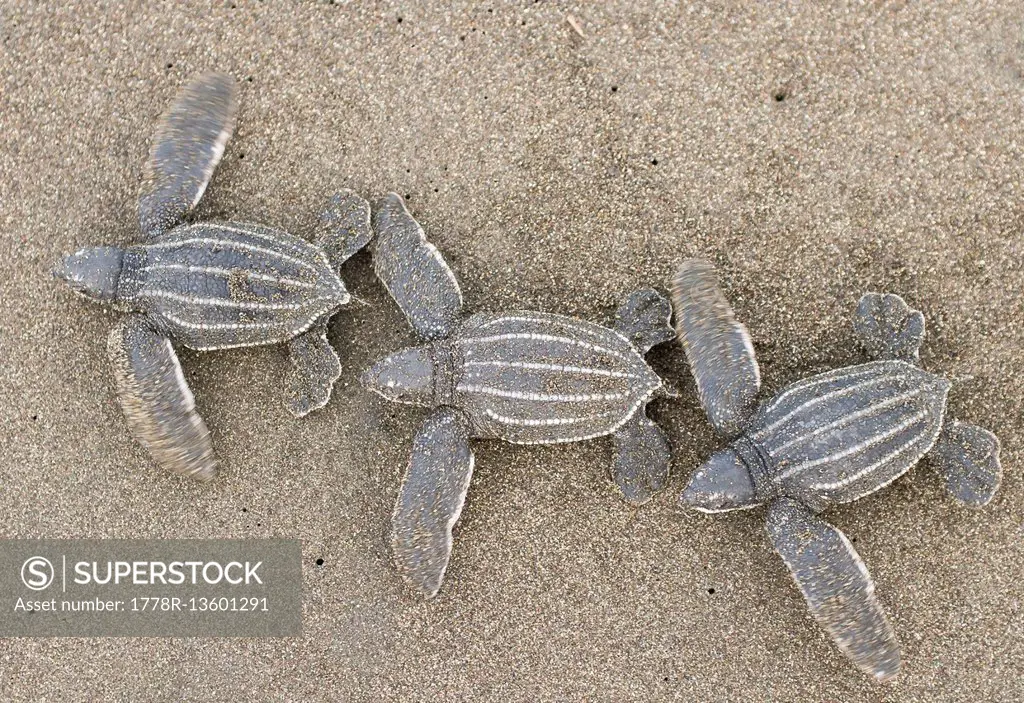 High Angle View Of Leatherback Turtles Walking On Sand