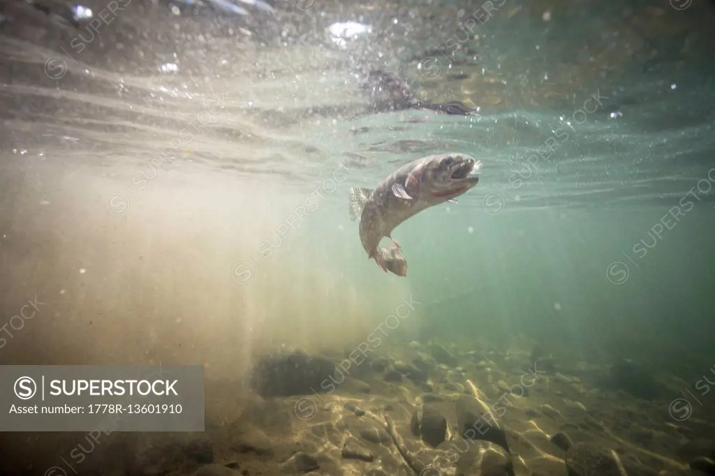 A Yellowstone Cutthroat Trout Underwater In A High Mountain River