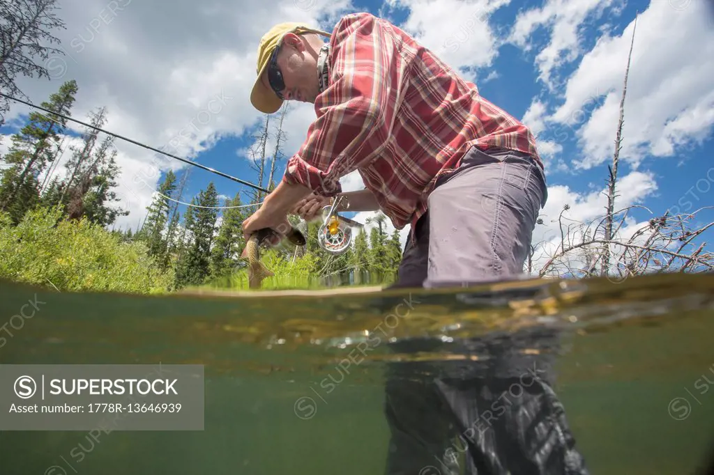 A Fisherman Releases A Yellowstone Cutthroat Trout Into Hellroaring Creek In Montana