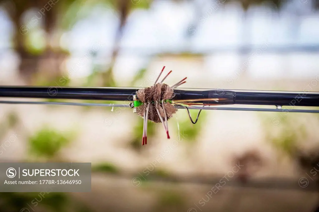 Crab fly on a fly-fishing rod in Belize