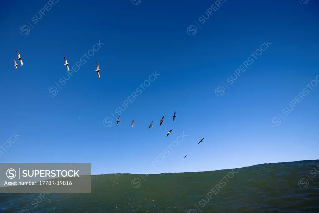 A flock of pelicans fly over a wave.