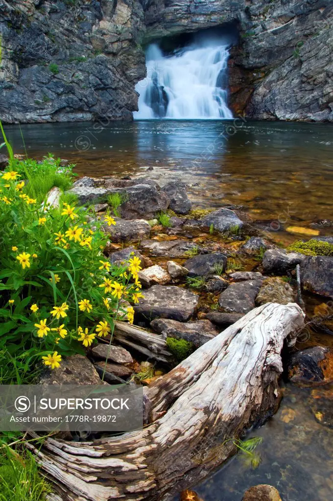 Running Eagle Falls with wildflowers in the foreground in Glacier Naional Park, Montana.