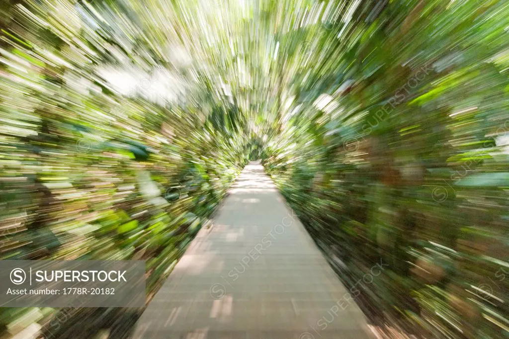 A wooden path through the rainforest in warped speed.
