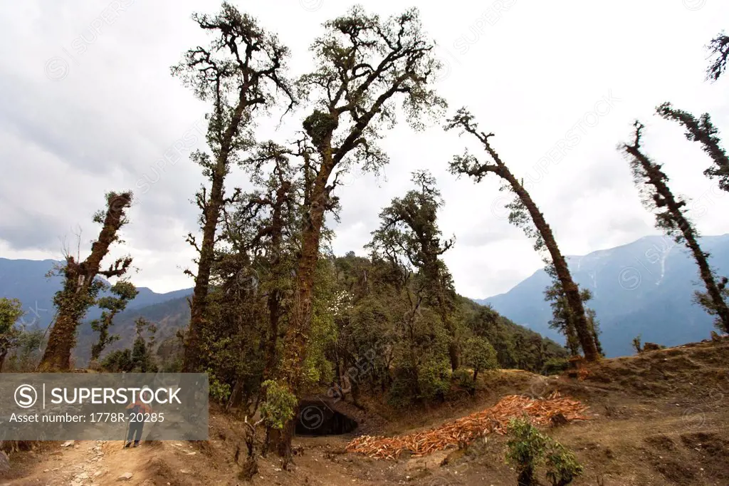 A lone trekker with a backpack walking around a grove of gnarled trees in Nepal.