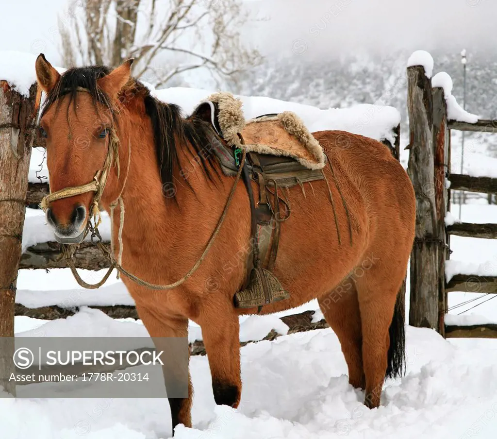 Chilean horse outfitted with traditional Chilean wooden stirrups, leather reins, and saddle