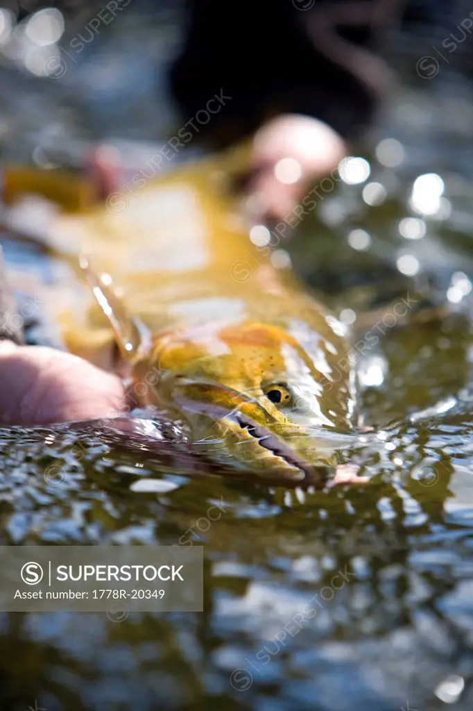 A large cutthroat being released on the Green River.