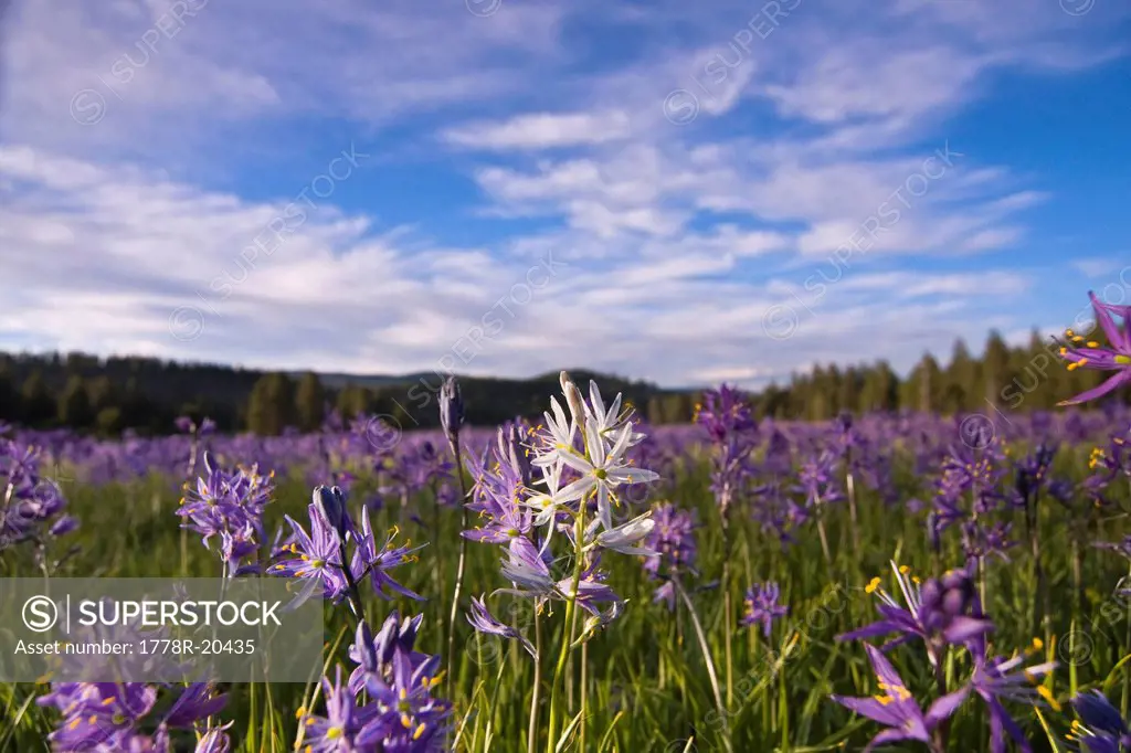 A single white Camas Lily flower in a field of purple flowers at Sagehen Meadows near Truckee in California