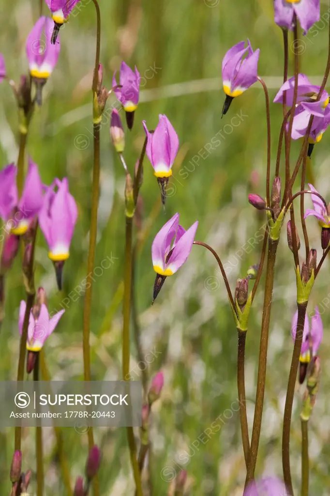 A closeup of pink Shooting Star flowers in a meadow near Lake Tahoe in California