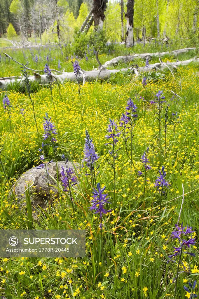 Purple Camis Lily flowers in a meadow surrounded by yellow Buttercups