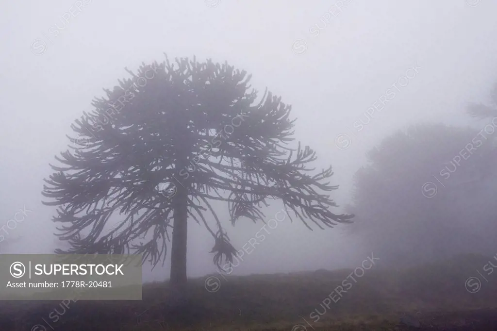 Arucaria Arucana trees in the fog on Volcan LLaima in the Andes mountains of Chile