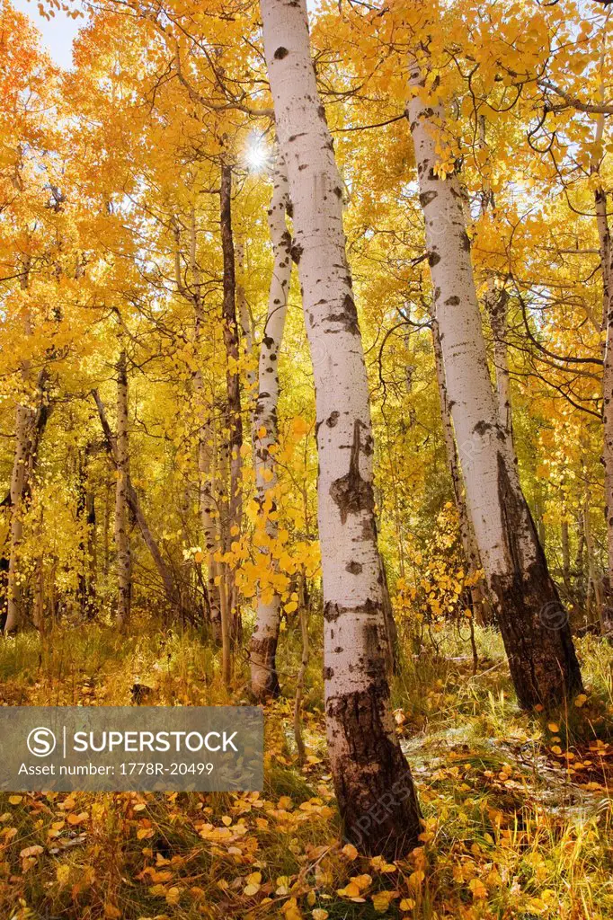 Yellow aspen trees and starburst in a meadow near Lake Tahoe in California