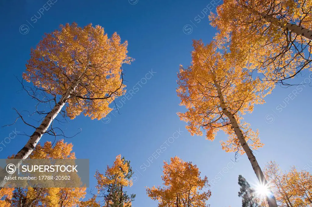 Yellow aspen trees in the fall against a blue sky with a sunburst near Tahoe City near Lake Tahoe in California