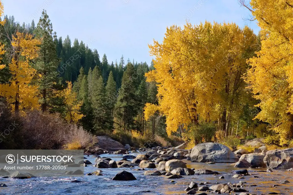 Fall yellow Cottonwood trees along the Truckee River in California