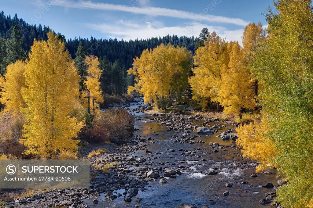 Fall yellow Cottonwood trees along the Truckee River in California