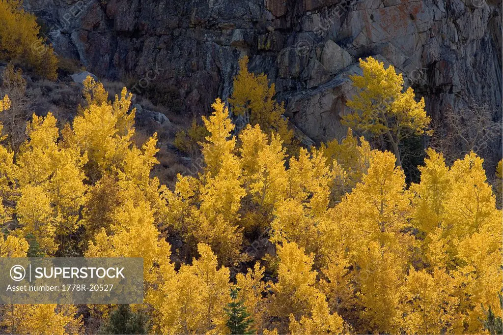 Yellow aspen trees in the fall in the Sierra mountains of California