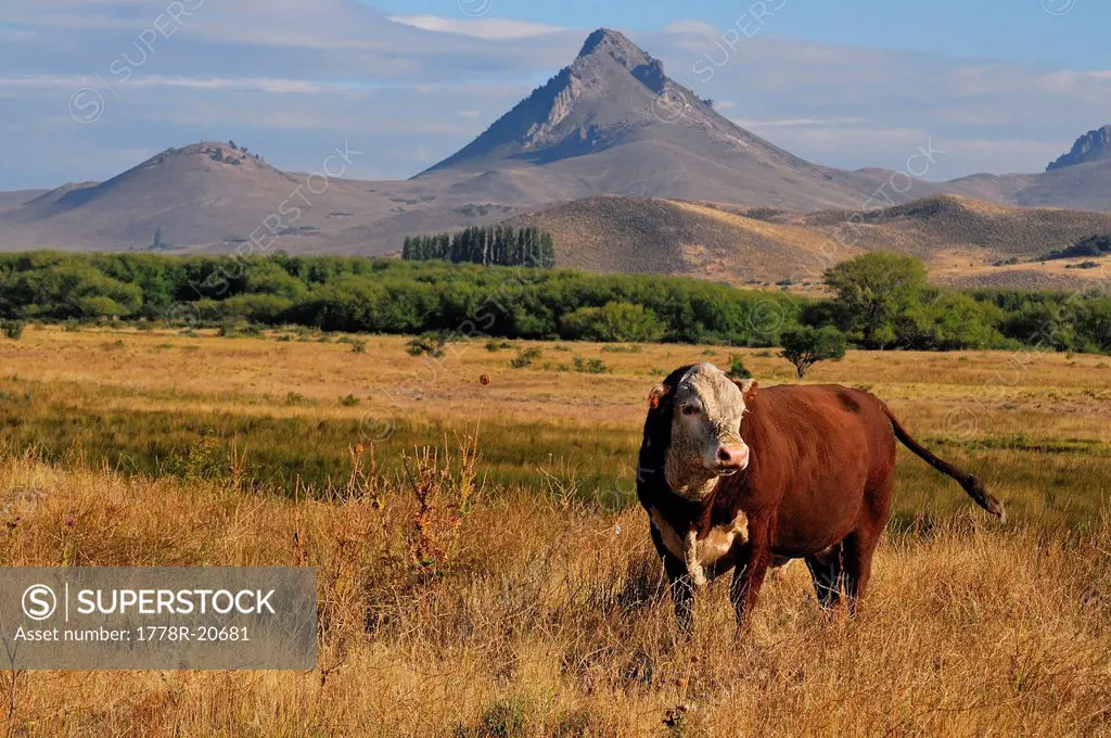 Bull in Patagonia, Argentina