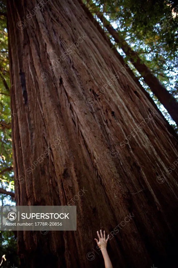 A young woman touches a towering coast redwood Sequoia sempervirens at Prairie Creek Redwoods State Park in Humboldt County, California