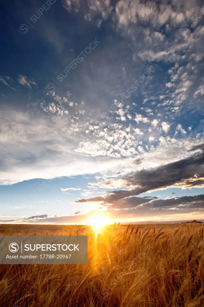 Sun shining over a wheat field with blue sky and clouds. La Junta, Colorado, United States.