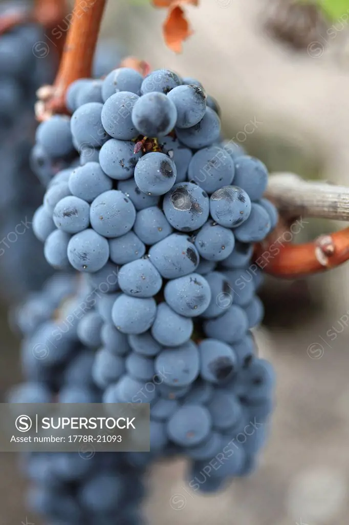 Red Cabernet Sauvignon Grapes in Bordeaux