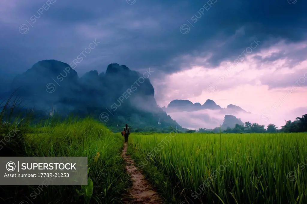 A woman walking on a path through rice paddies to mountains in mist. Vang Vieng, Laos, Asia.