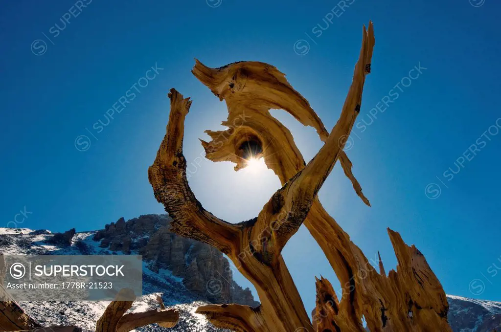 An odd shaped section of a live bristlecone pine tree in Great Basin National Park, NV.