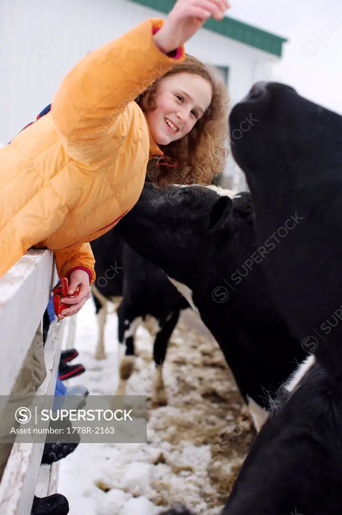 Young girl with cow on a farm.