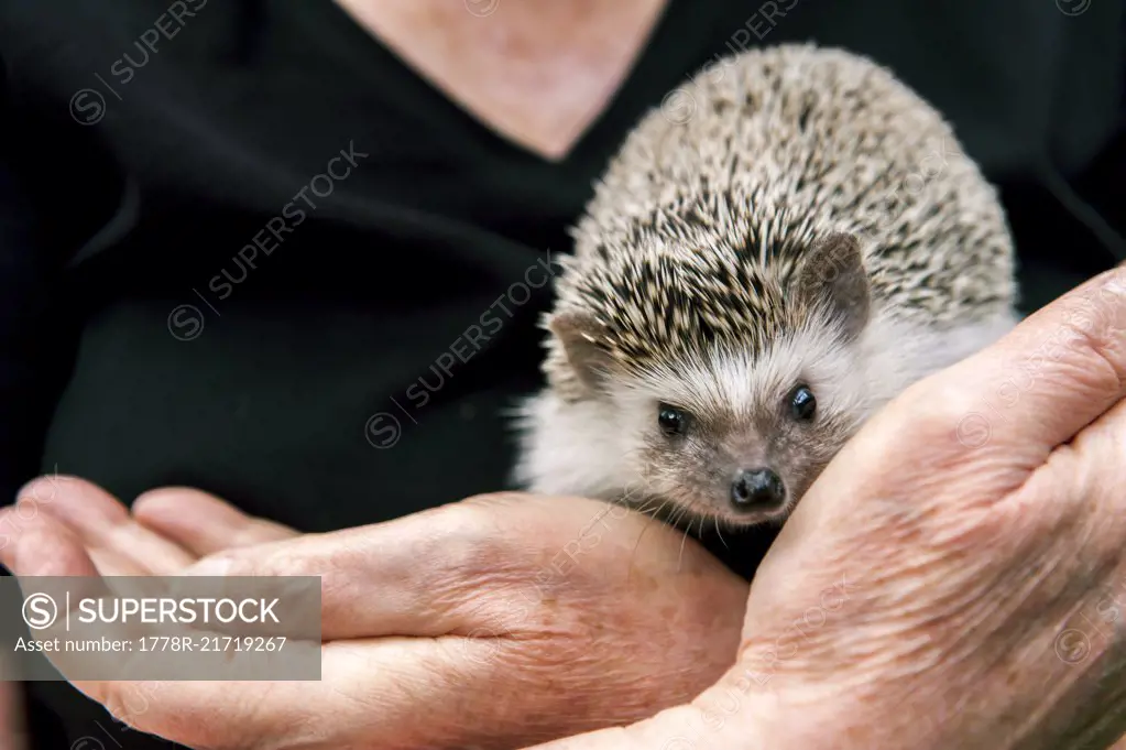 A Woman Holding And Playing With Pet Hedgehog