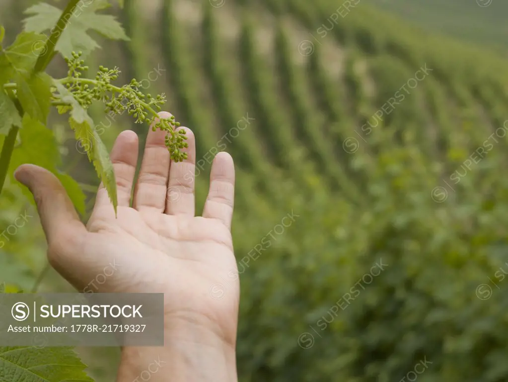 POV of hands cupping new grapes on vine