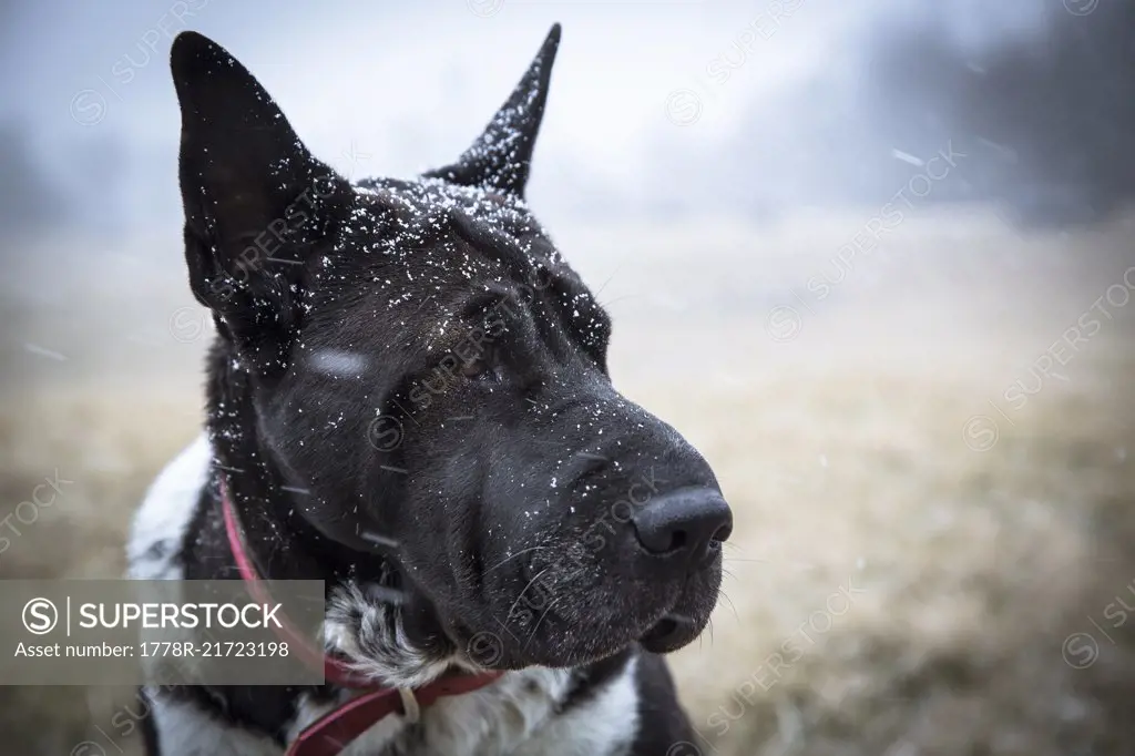 Photograph with headshot of black dog during snowfall, Johnstown, Ohio, USA