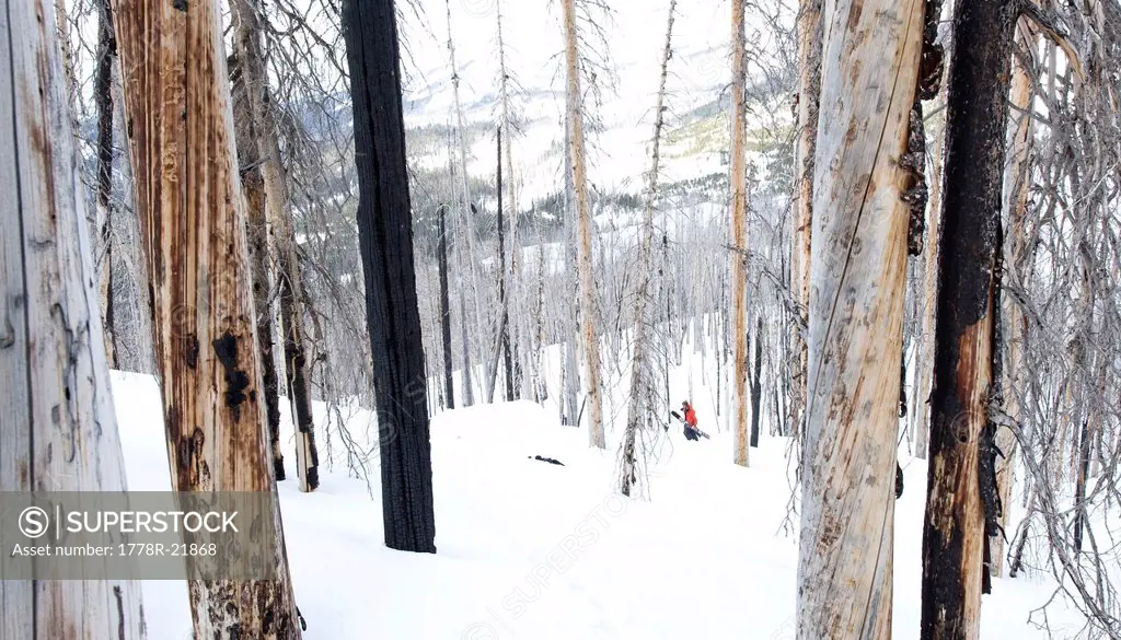 Skier hiking through dead trees.
