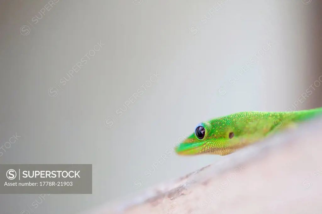 A golden day gecko on the north shore, Hawaii.