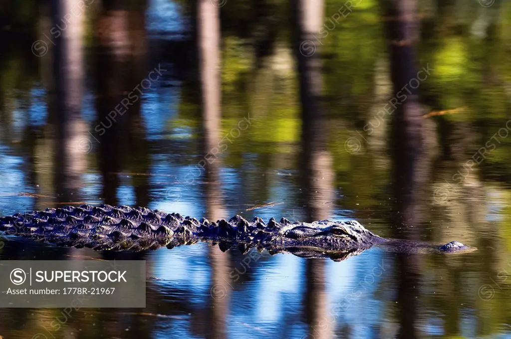An American Alligator is partialy submerged in a lagoon on Hilton Head Island, South Carolina.