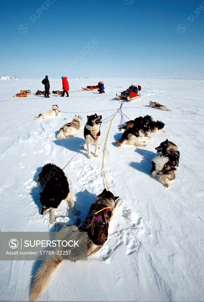 Dogsled teams rest during trip across Frobisher Bay, Baffin Island, Nunavut, Canada.