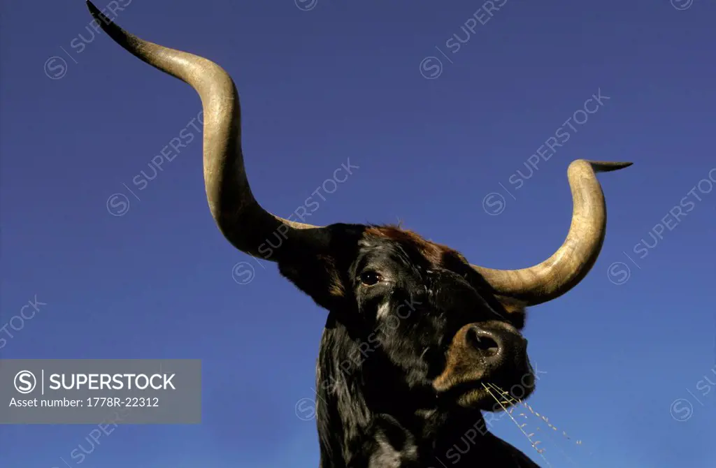 Longhorn cow portrait.