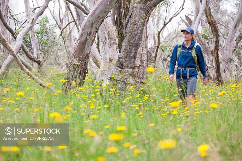 A woman is hiking in the Alpine National Park, Victoria, Australia.