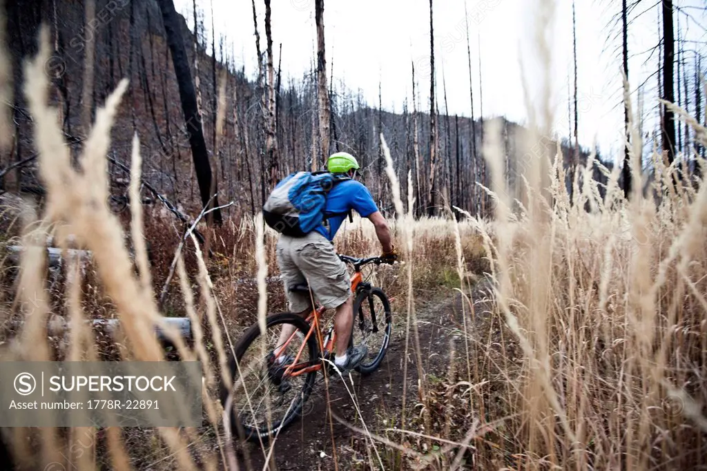 A athletic man mountain biking through a burnt forest in the fall in Montana.