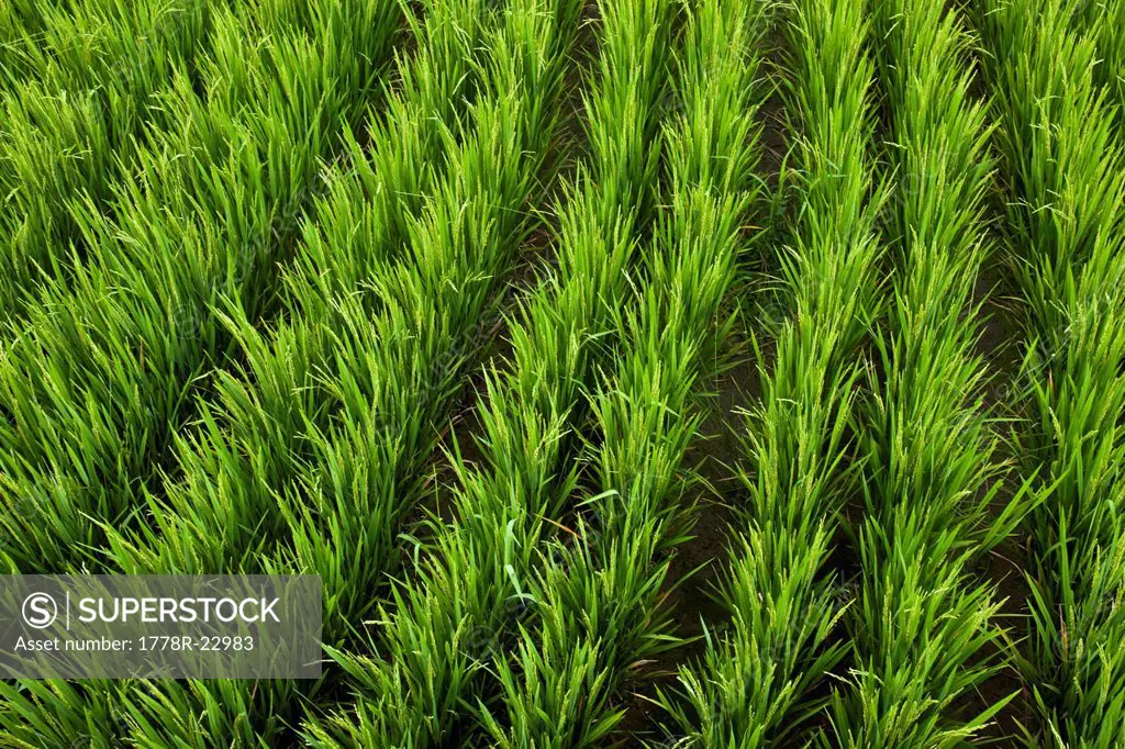 Lush rice growing in a rice field in Bali, Indonesia.