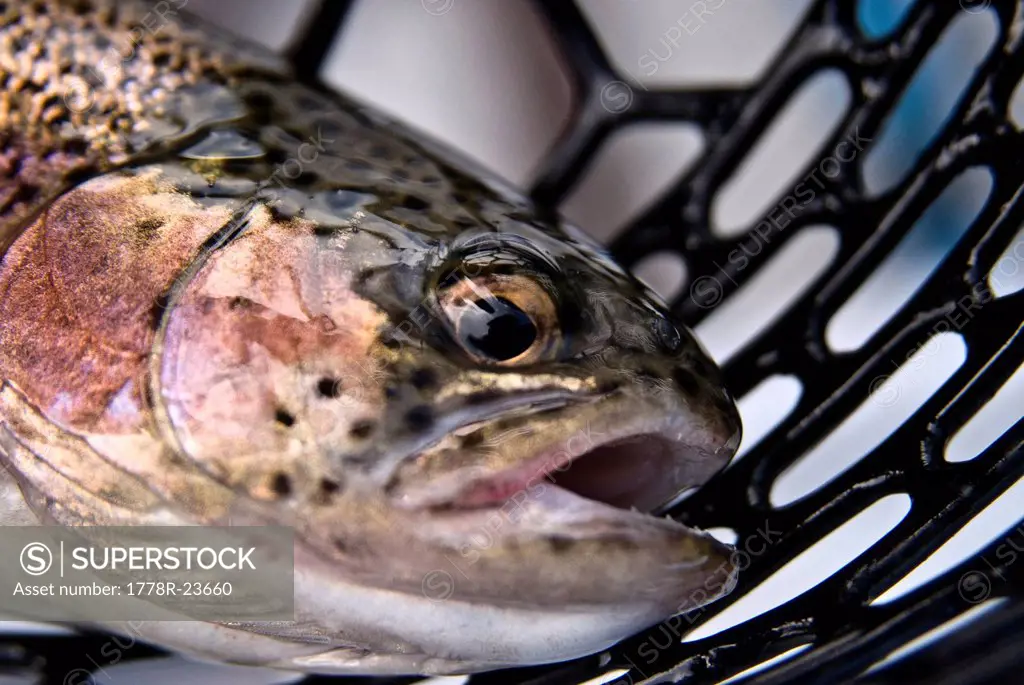 Close up of the face and mouth of a Rainbow Trout Salvelinus fontinalis caught in rubber net.