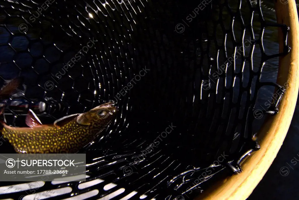 Brook trout Salvelinus fontinalis caught in rubber net.