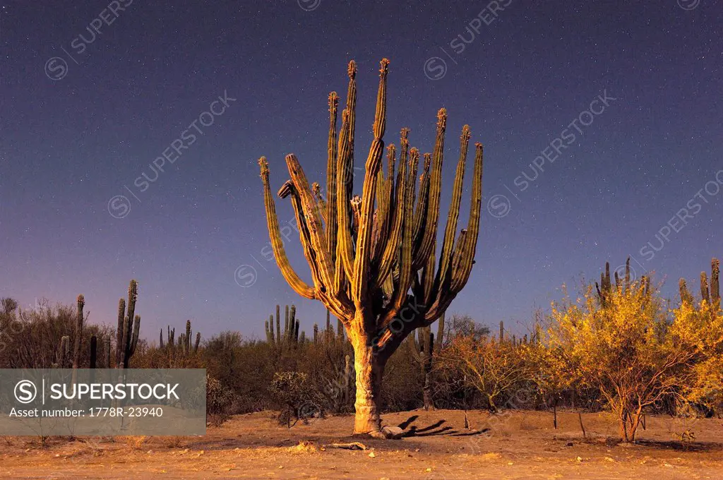 Cardon cactus at night.