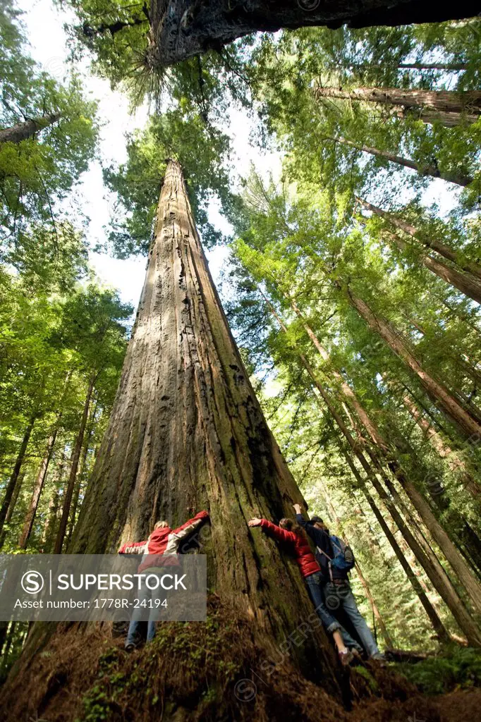 Three friends hug a massive redwood in California.