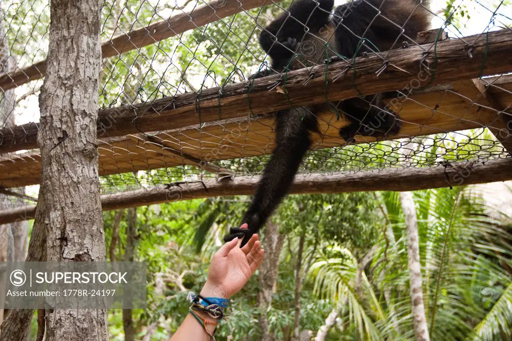 A young woman reaches out to a monkey in Mexico.