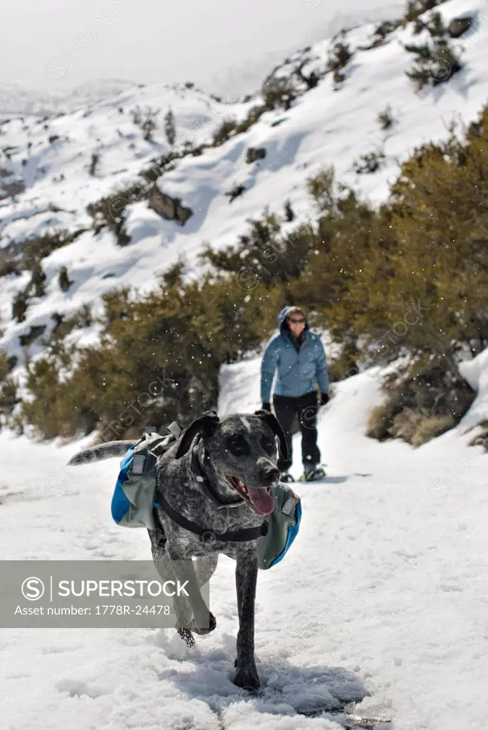 An Australian Shepard Mix, named Smokey, and a young woman trek up a snowy path.