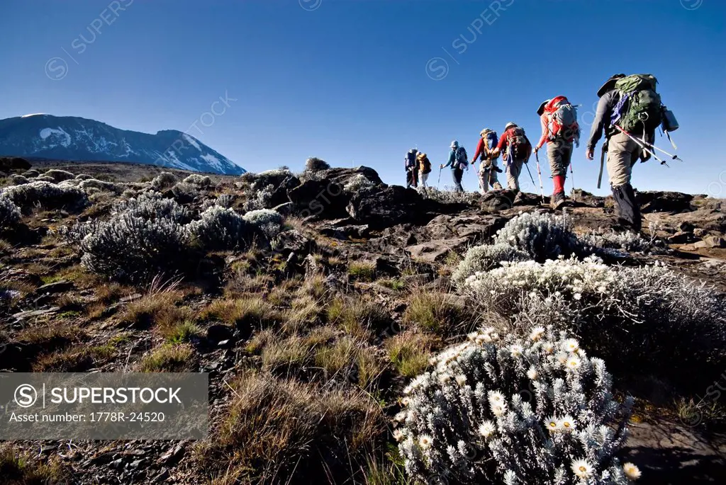 Hikers trek towards Mt. Kilimanjaro mid_morning as the peak lurks in the distance.