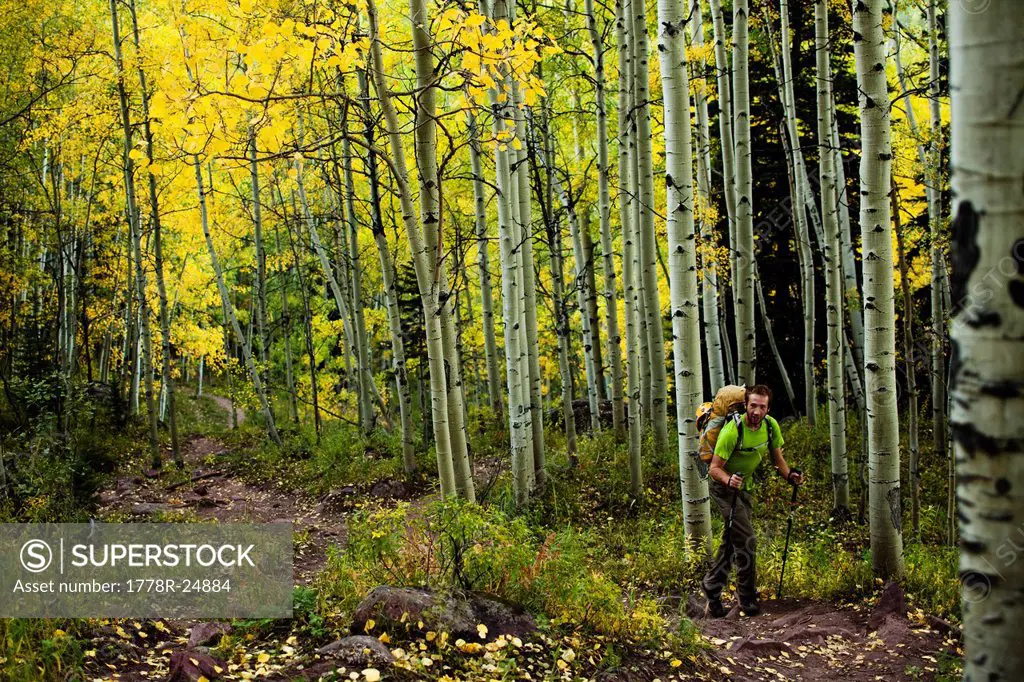 A young man hikes through a aspen forest in the fall colors on his way to climb a mountain.