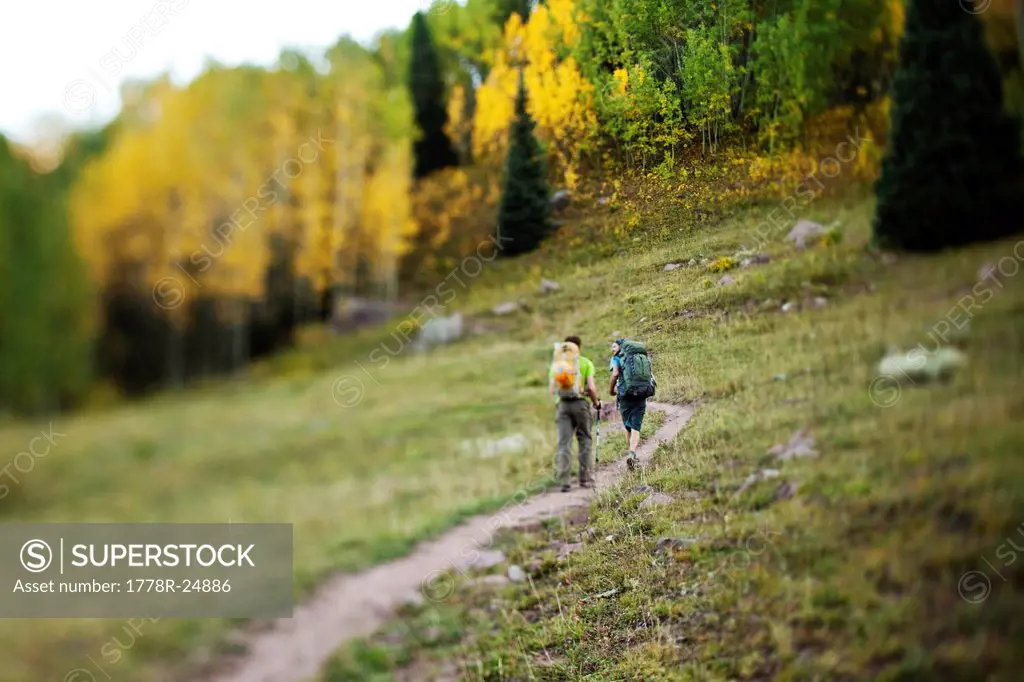 Two young men hike through a aspen forest in the fall colors on there way to climb Capitol mountain.