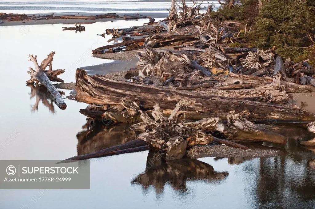 Large driftwood line the bay formed at the mouth of Kalaloch Creek, Olympic National Park, Washington.